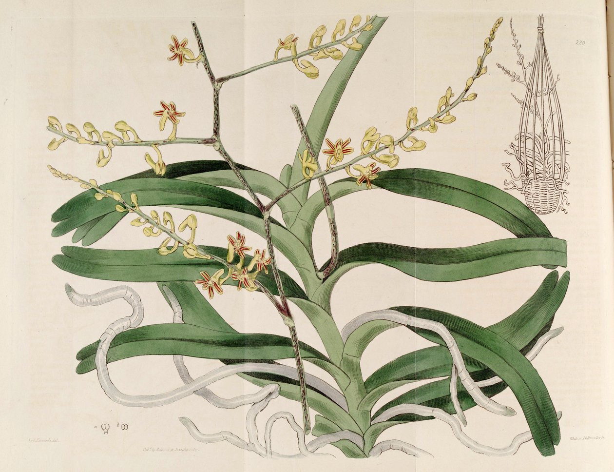 Illustrazione di Cleisostoma paniculatum (come sin. Aerides paniculata) da Sydenham Teast Edwards