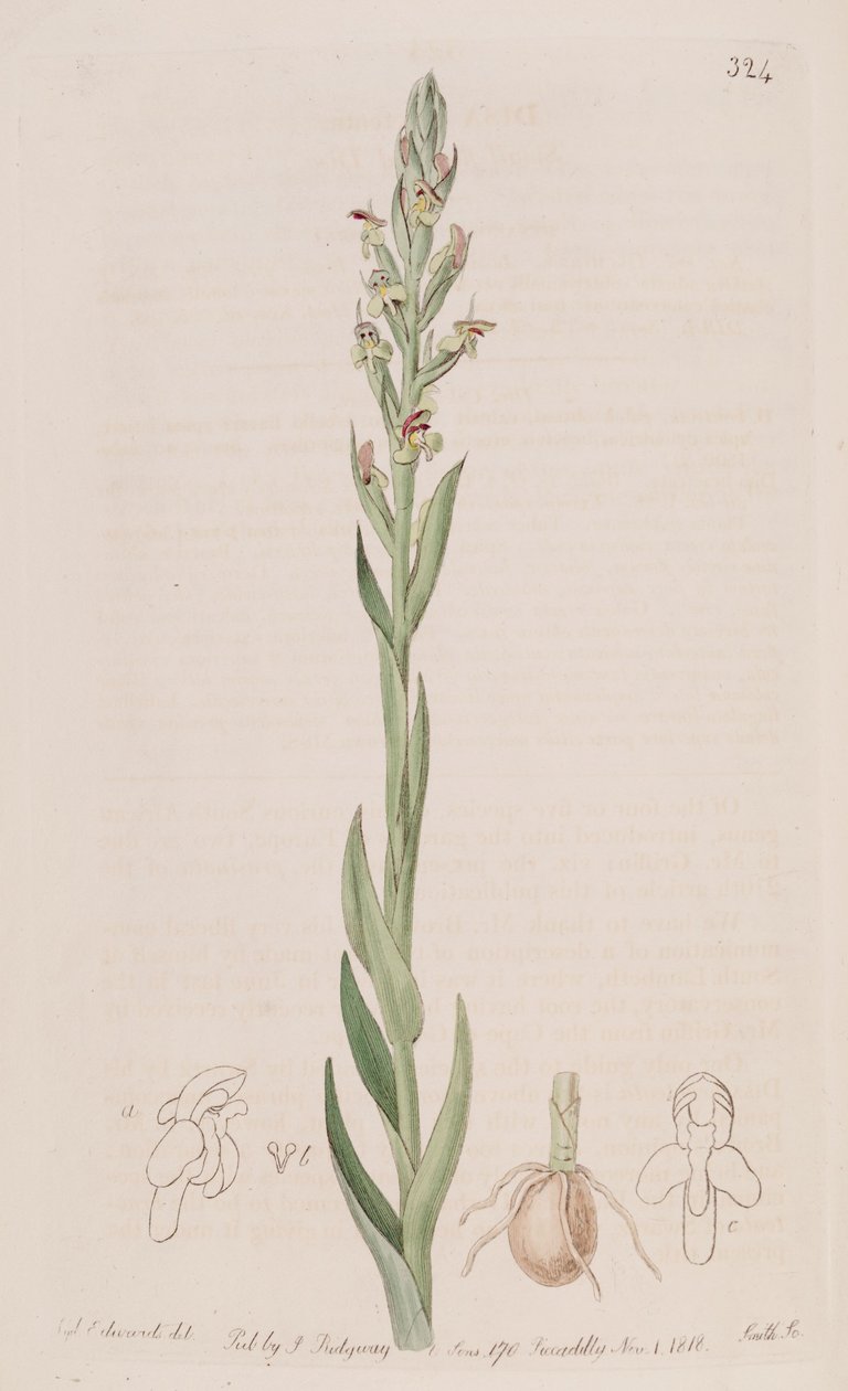 Illustrazione di Disa bracteata da Sydenham Teast Edwards