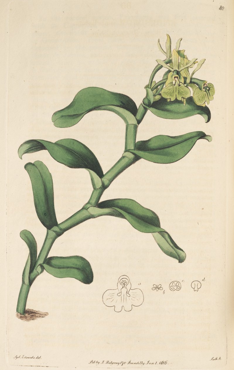 Illustrazione di Epidendrum umbelliferum (come sin. Epidendrum umbellatum) da Sydenham Teast Edwards