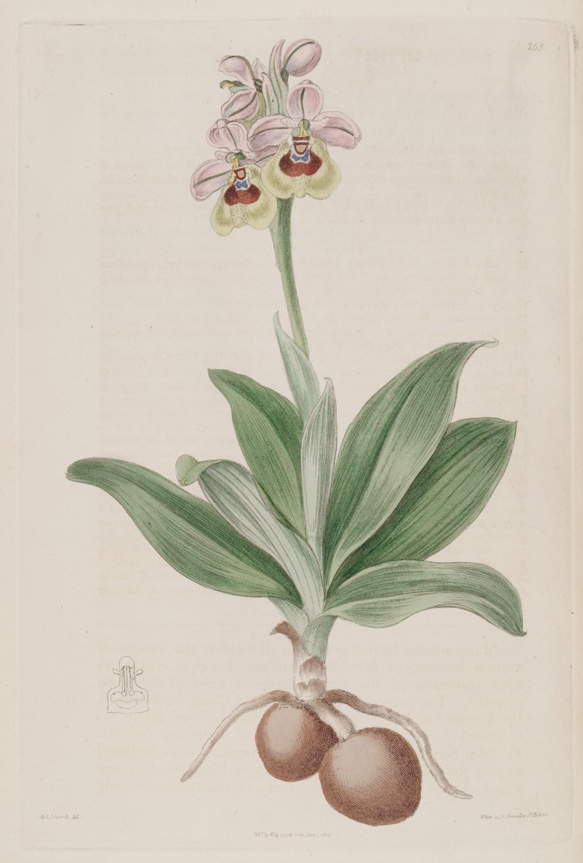 Illustrazione di Ophrys tenthredinifera da Sydenham Teast Edwards
