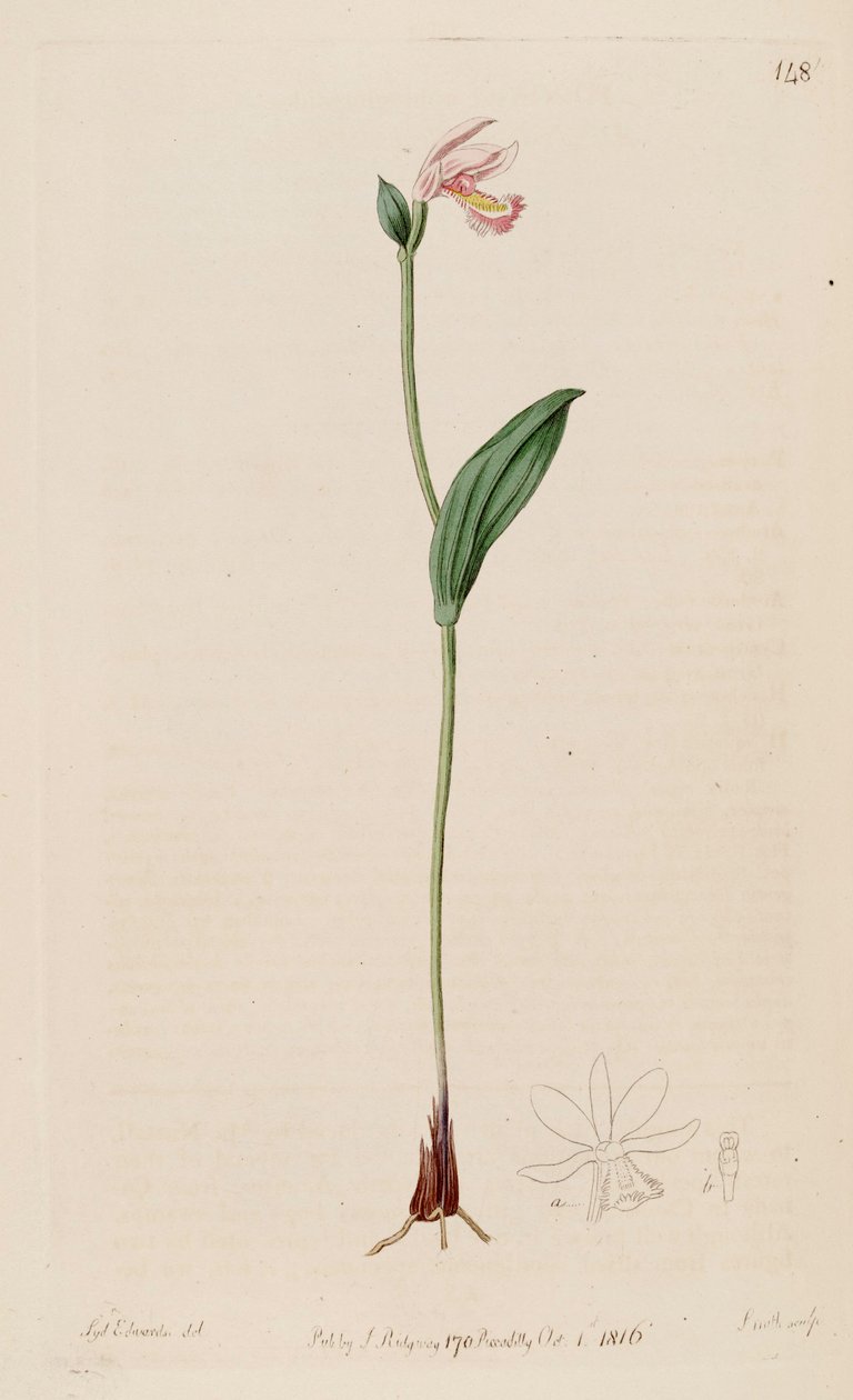 Illustrazione di Pogonia ophioglossoides da Sydenham Teast Edwards