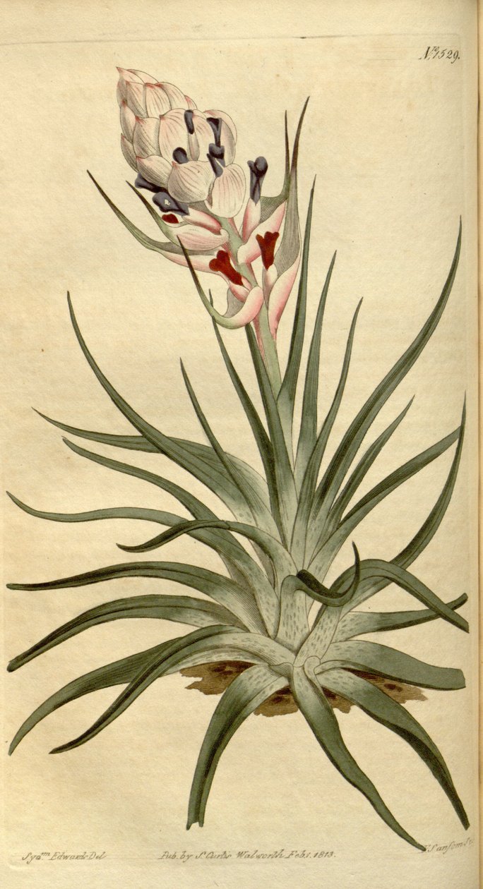 Illustrazione di Tillandsia stricta da Sydenham Teast Edwards