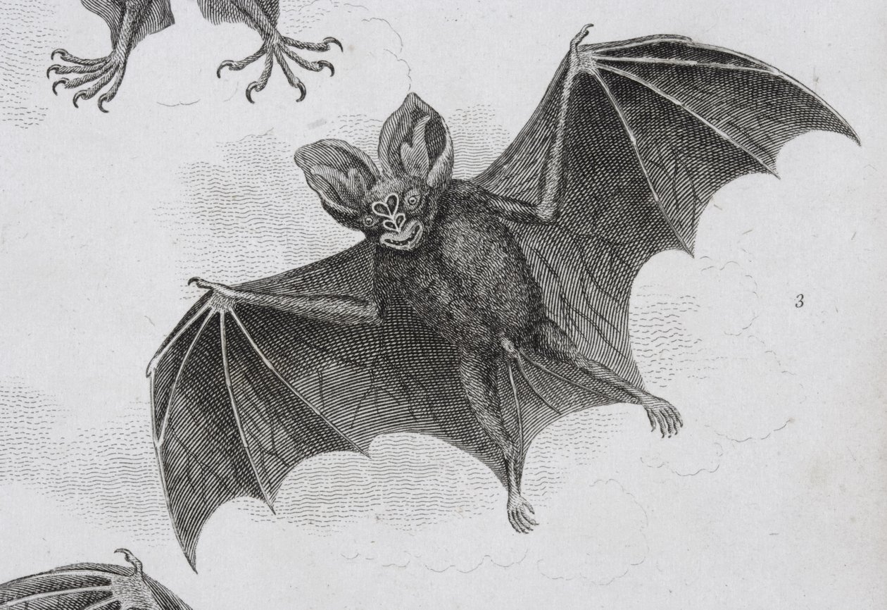 Pipistrello, inciso da Milton da Sydenham Teast Edwards
