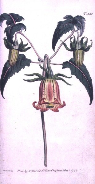 Fiore di campana delle Canarie (Canarina campanula), tavola 444 da 