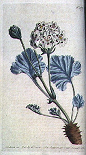 Geranio a stelo grosso (Pelargonium crassicaule), tavola 477 da 