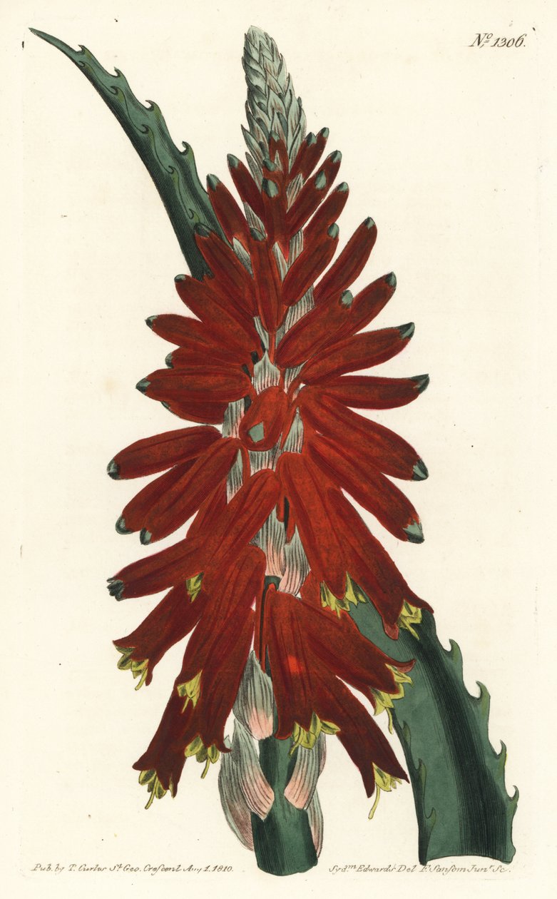 Aloe ad albero - Aloe a foglia stretta, Aloe arborescens da Sydenham Teast Edwards