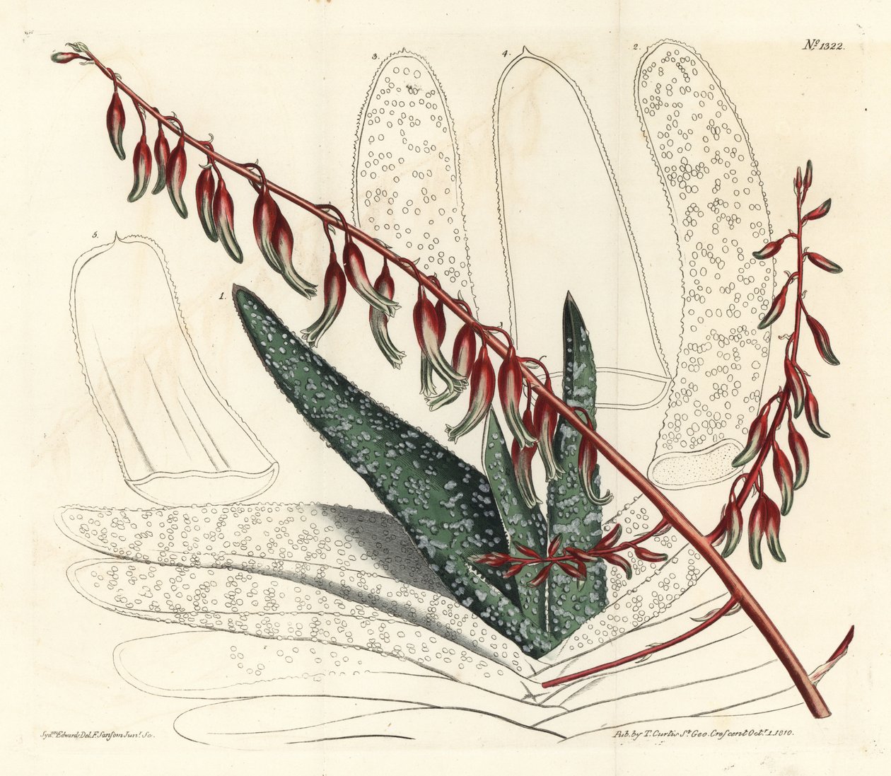 Aloe a ventaglio, Aloe plicatilis da Sydenham Teast Edwards