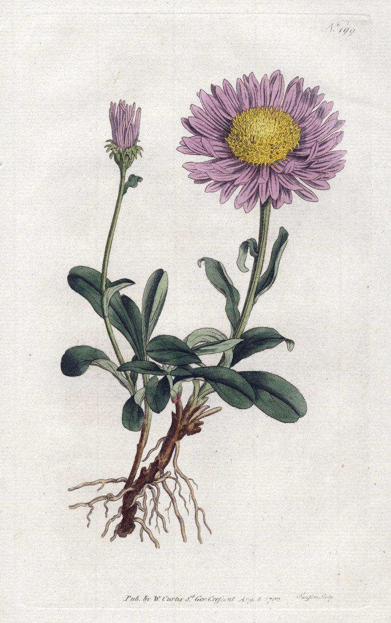 Aster alpino o Margherita regina delle Alpi (litografia di Sydenham Edwards dal Botanical Magazine di William Curtis) da Sydenham Teast Edwards
