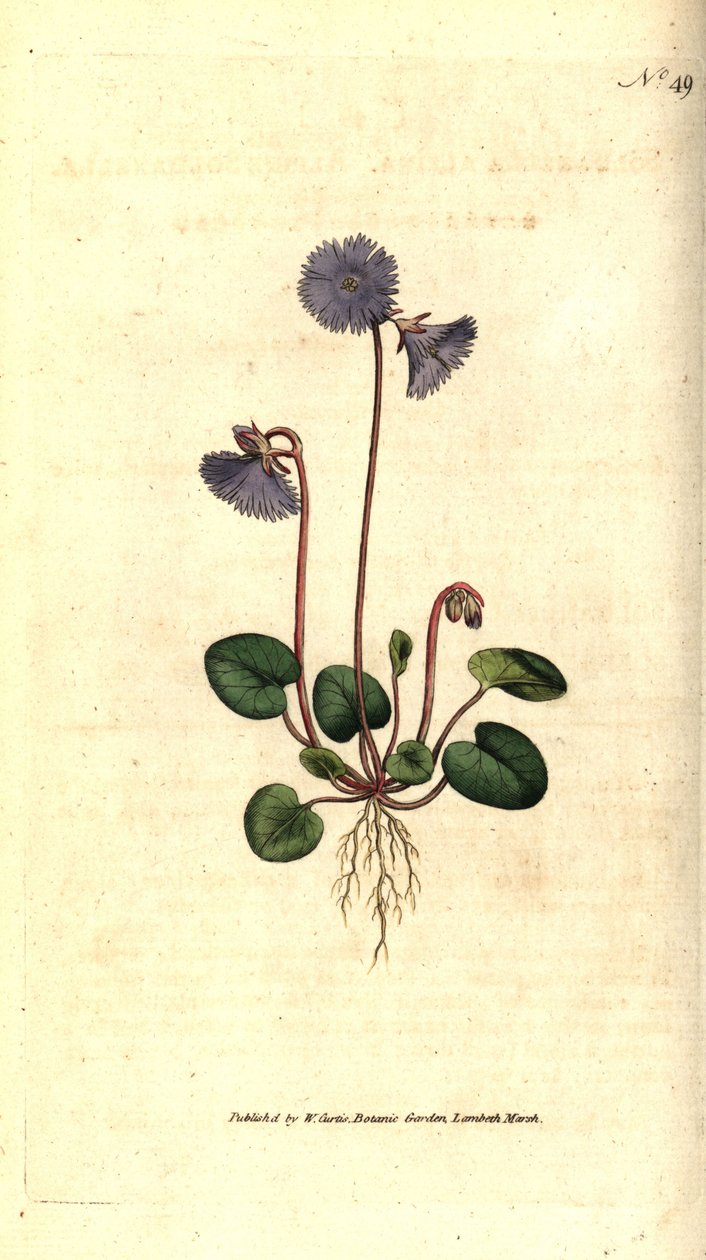 Soldanella alpina, Soldanella alpina da Sydenham Teast Edwards