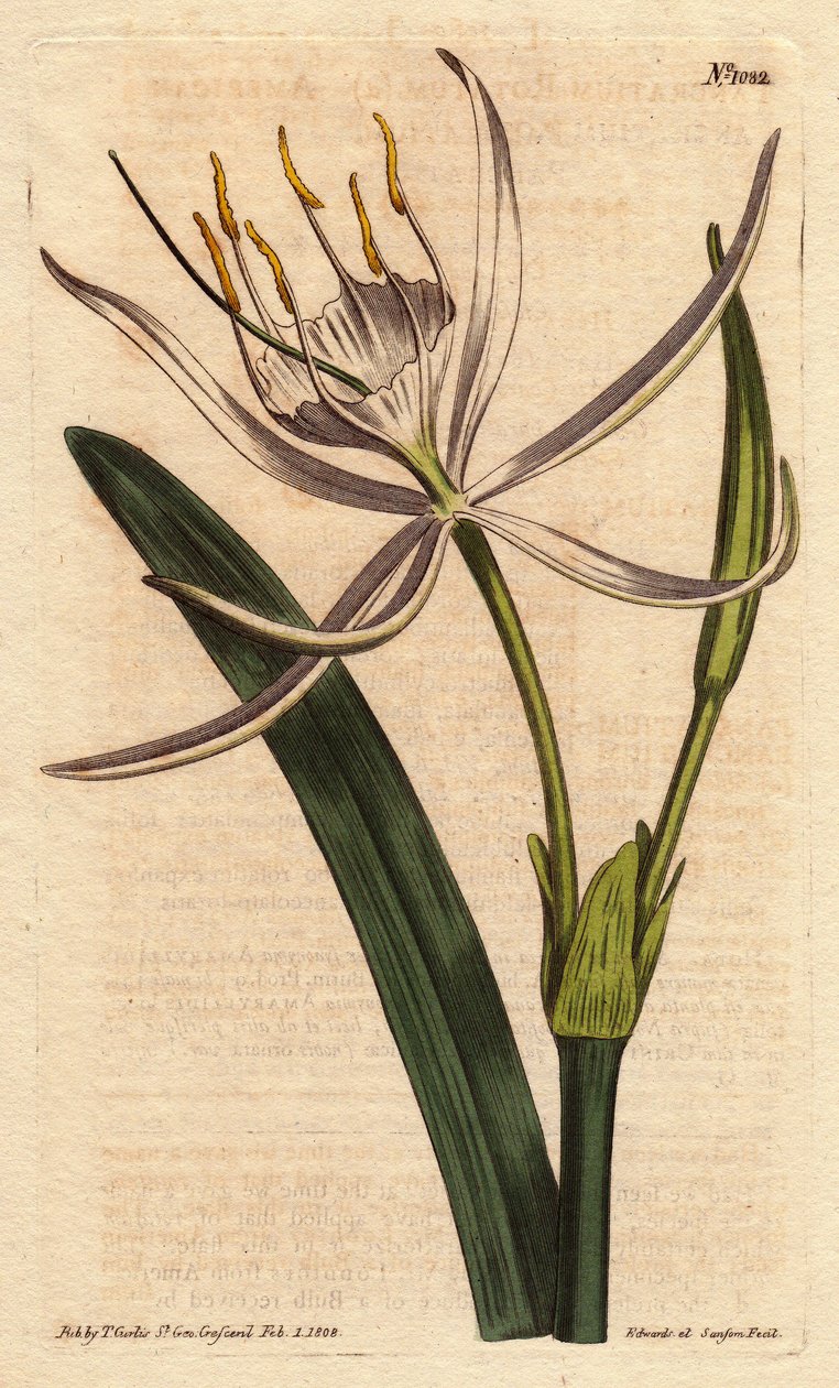Pancratium americano con fiori bianchi profumati da Sydenham Teast Edwards