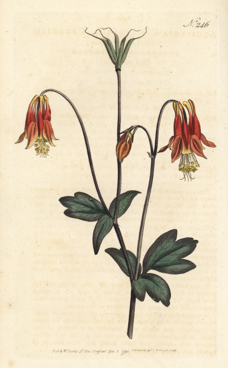 Ancolia del Canada - Aquilegia canadensis da Sydenham Teast Edwards