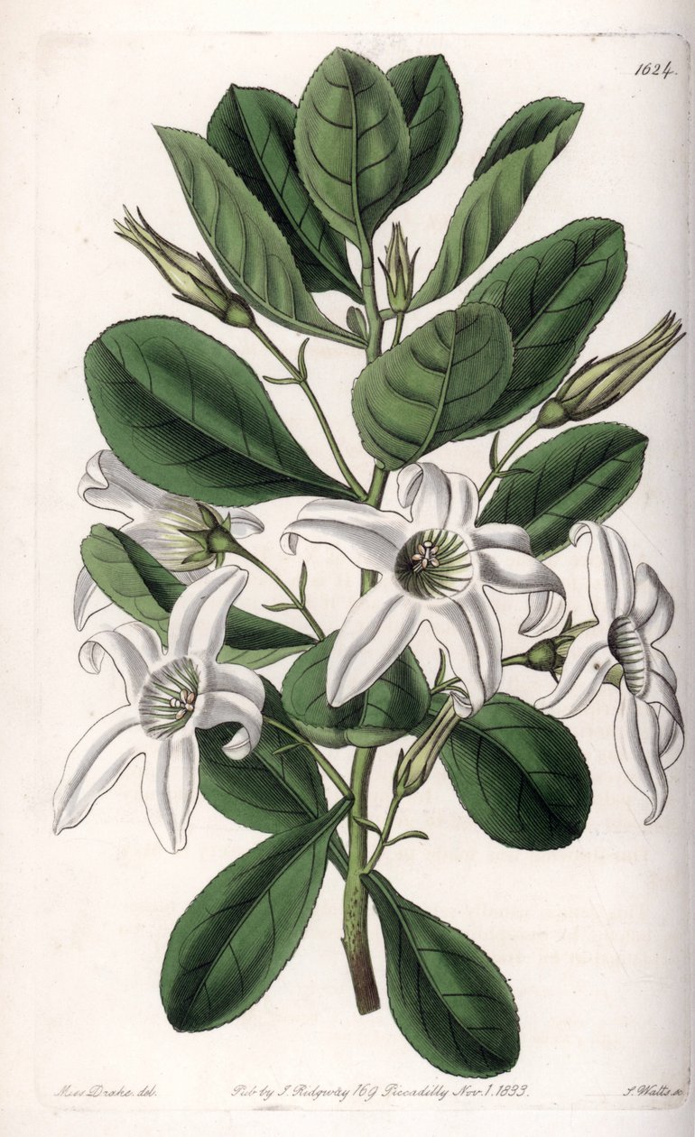 Anthocercis varietà, nativa dell