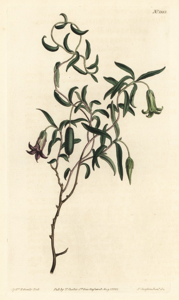Bacca di mela o billardiera a fiori mutevoli, Billardiera mutabilis da Sydenham Teast Edwards