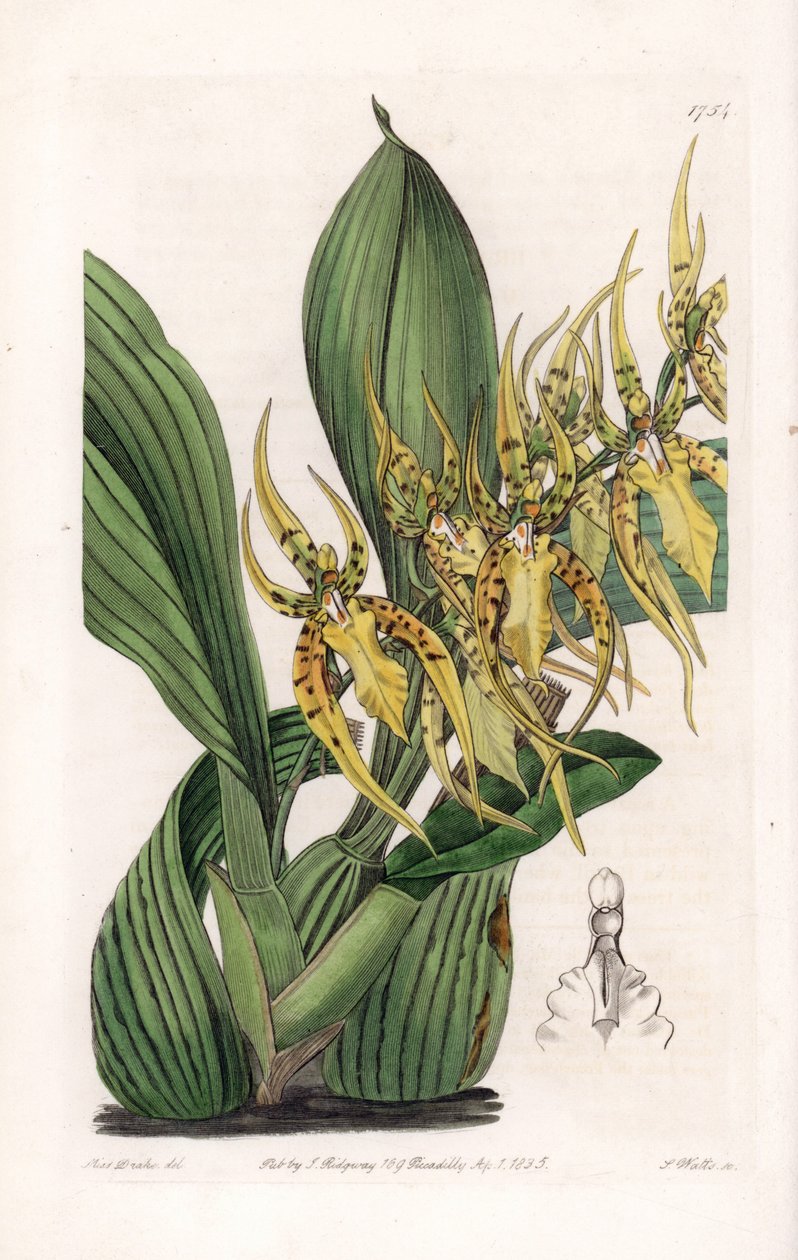 Orchidea ragno - Tavola incisa da S. Watts, da un
