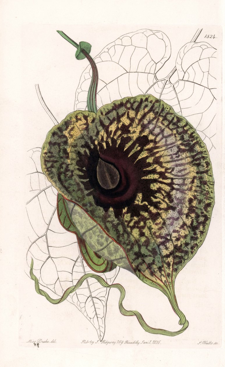 Aristoloche Variete - Tavola incisa da S. Watts, da un