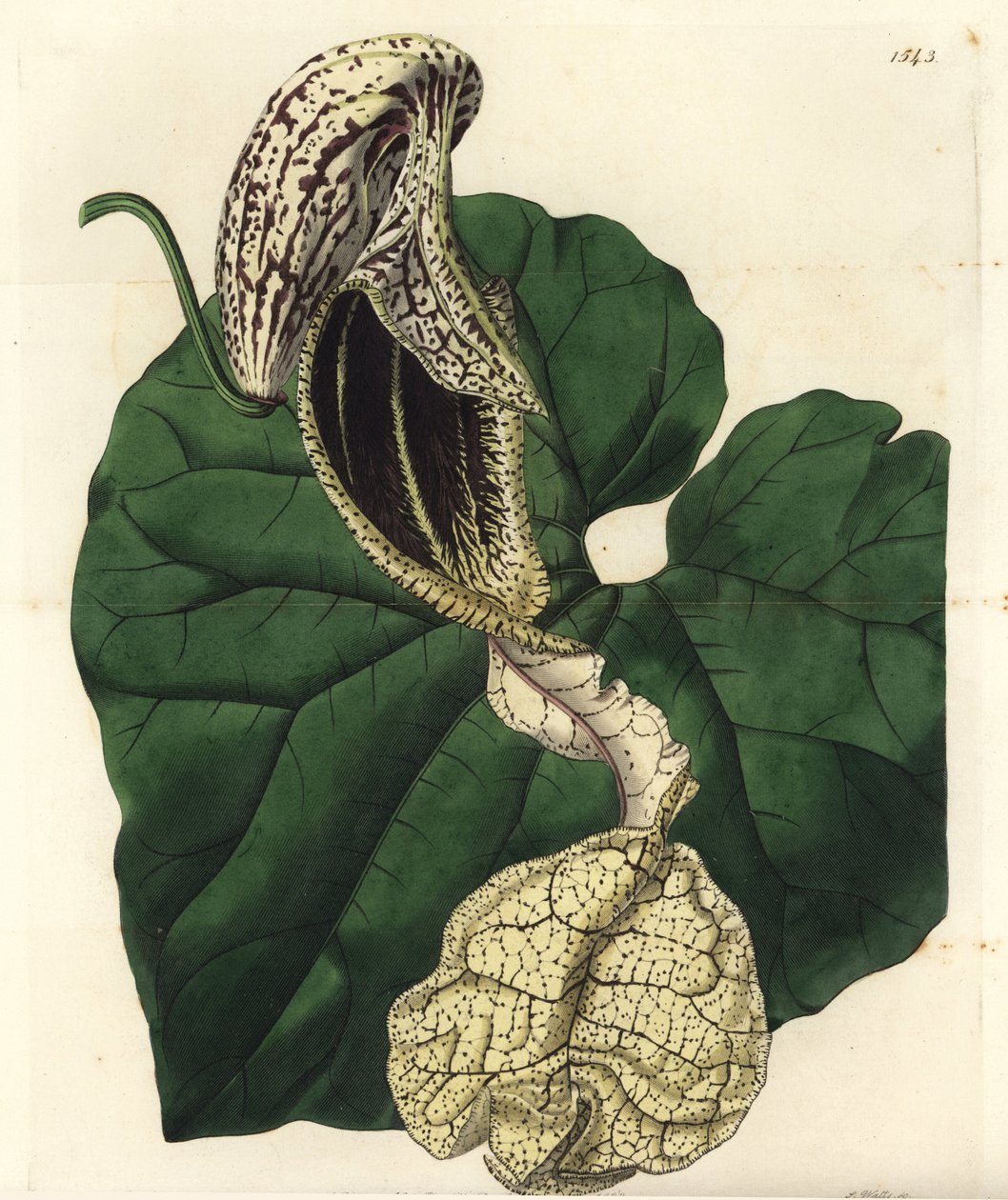 Aristolochia varietà - Aristolochia cymbifera da Sydenham Teast Edwards
