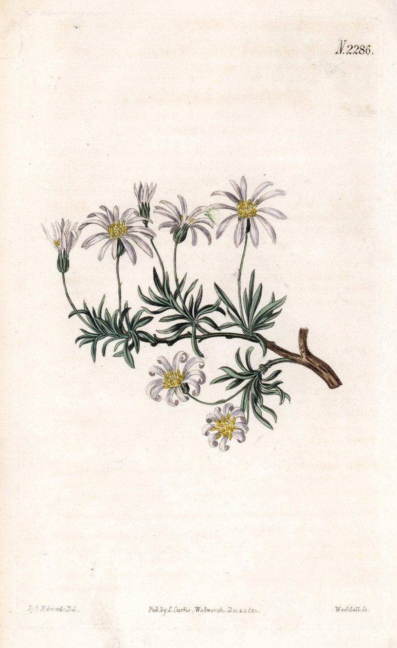 Aster acre - Aster arbustivo, Felicia fruticosa da Sydenham Teast Edwards