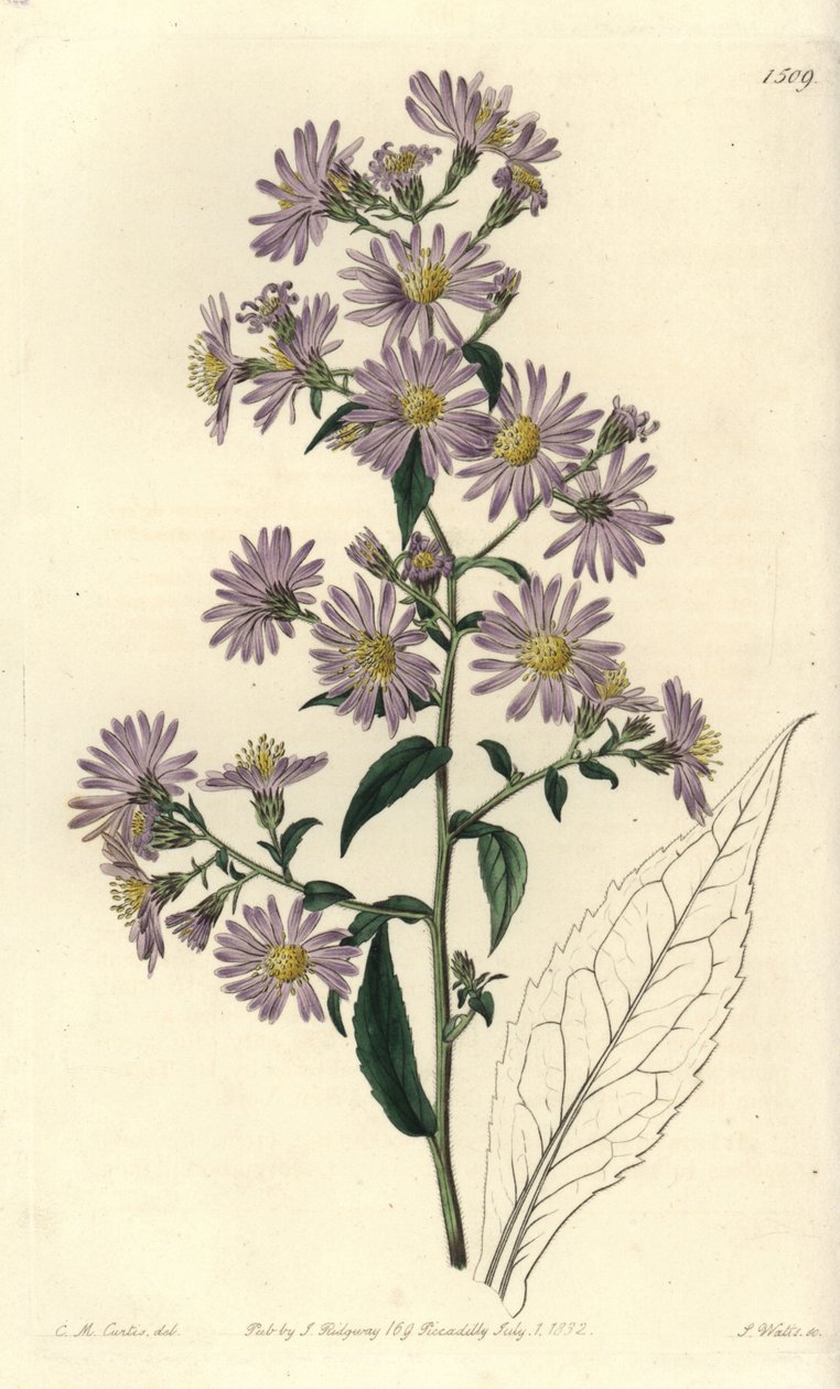 Aster panicolato da Sydenham Teast Edwards