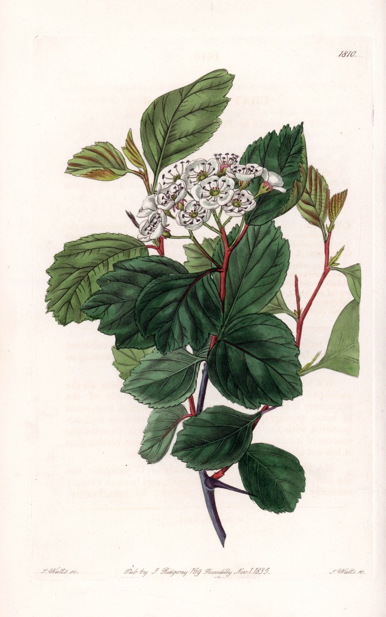 Aubepine o biancospino, nativo del Nord America da Sydenham Teast Edwards