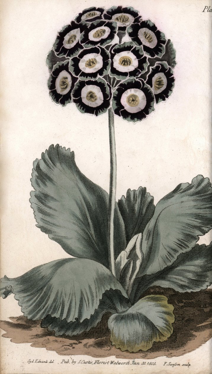 Auricola o orecchio d