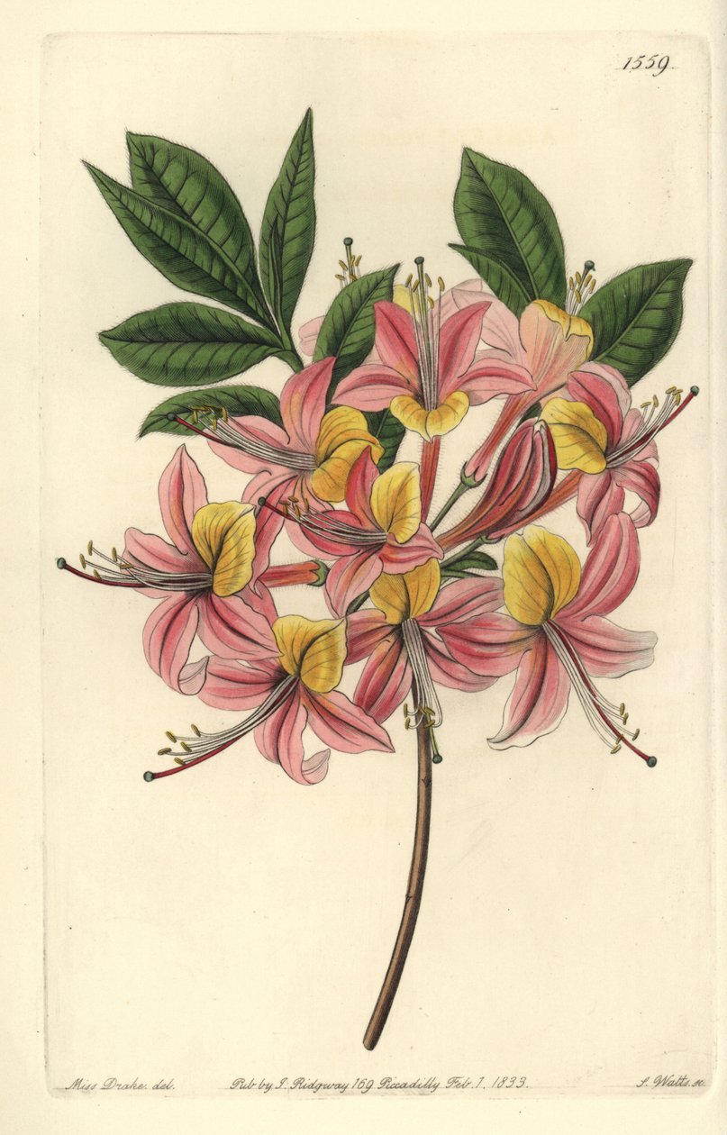 Azalea gialla da Sydenham Teast Edwards