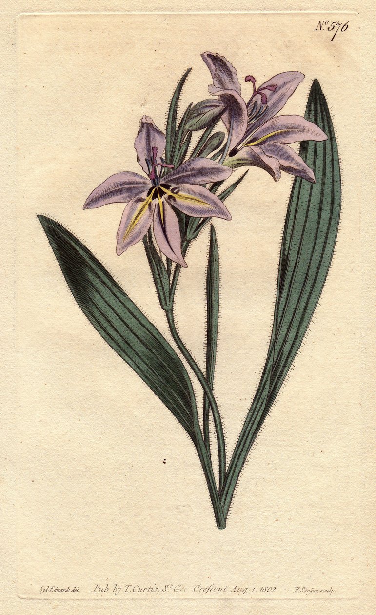 Babiana profumata con fiori lilla pallido da Sydenham Teast Edwards