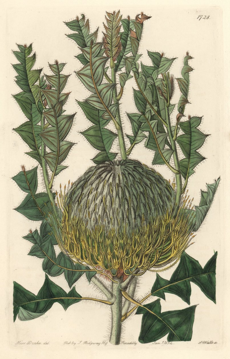 Banksia speciosa, originaria dell