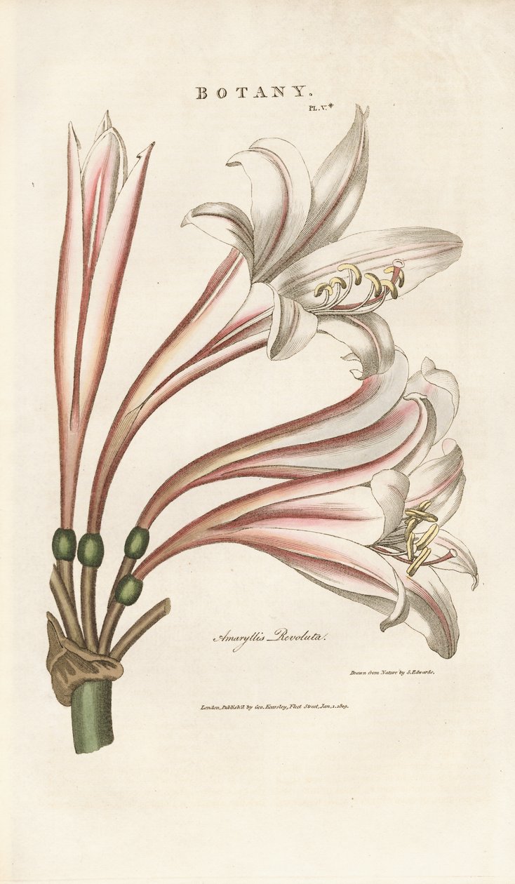 Giglio delle Barbados (Amaryllis revoluta) da Sydenham Teast Edwards