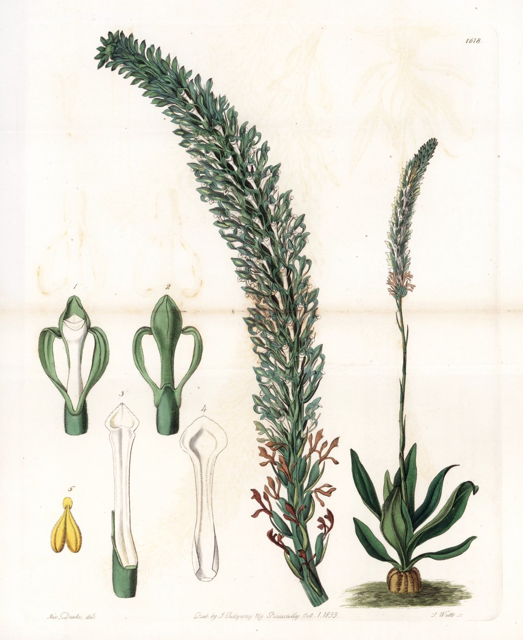Belle sauroglossum da Sydenham Teast Edwards