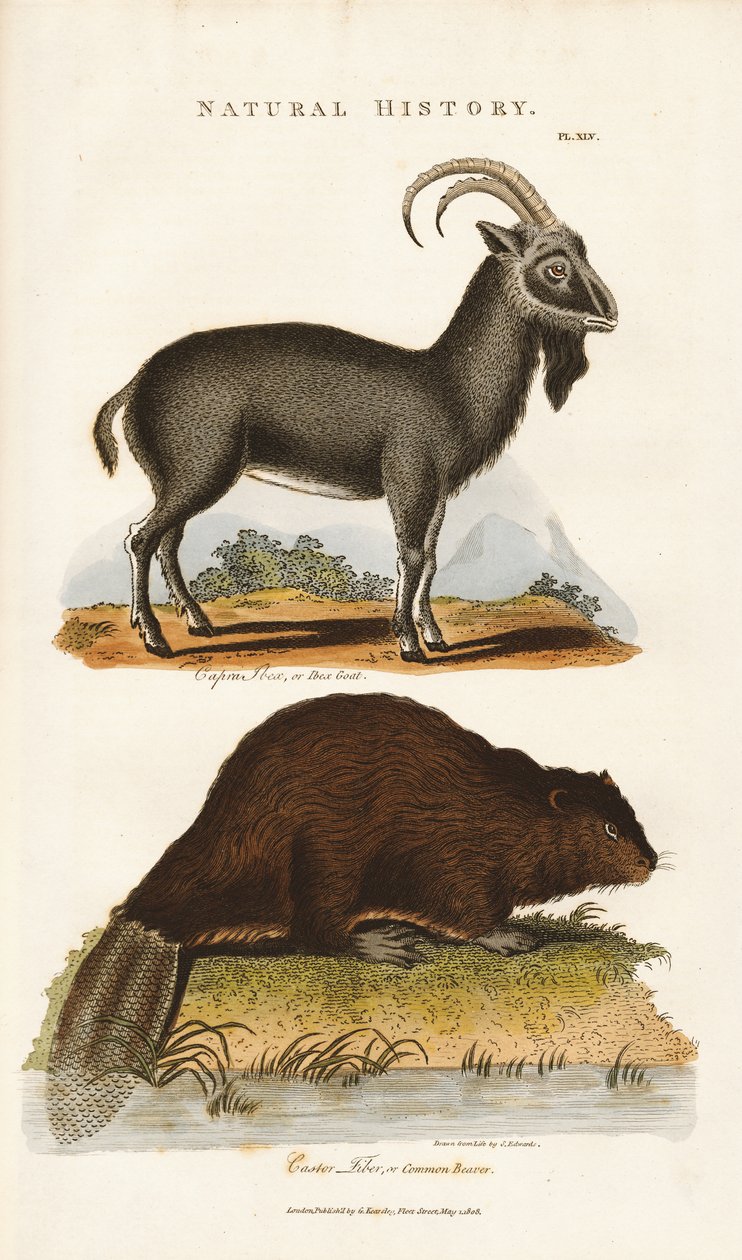 Capra blu e castoro da Sydenham Teast Edwards