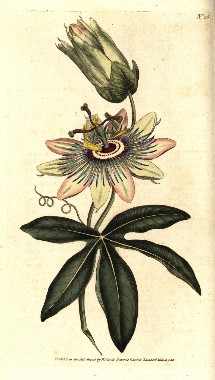 Passiflora blu - Passiflora comune, Passiflora caerulea da Sydenham Teast Edwards