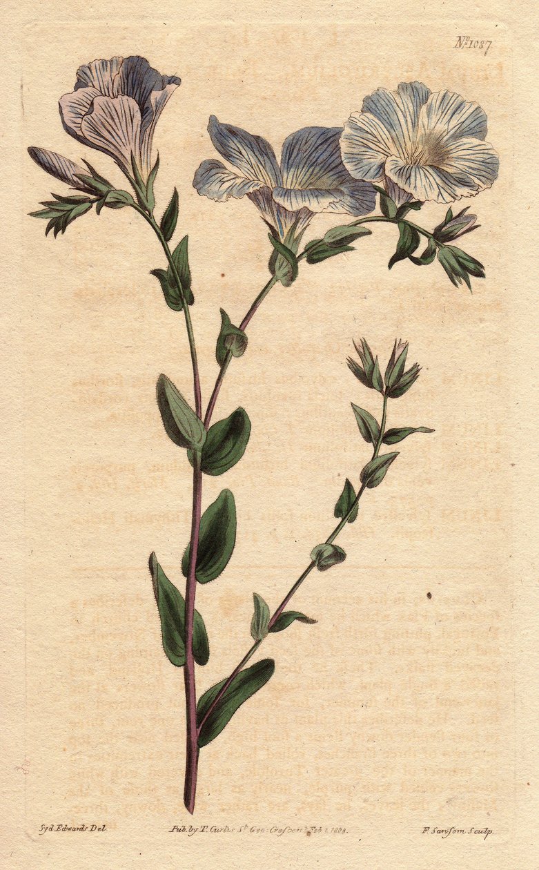 Lino blu e bianco, con fiori blu pallido, nativo dell