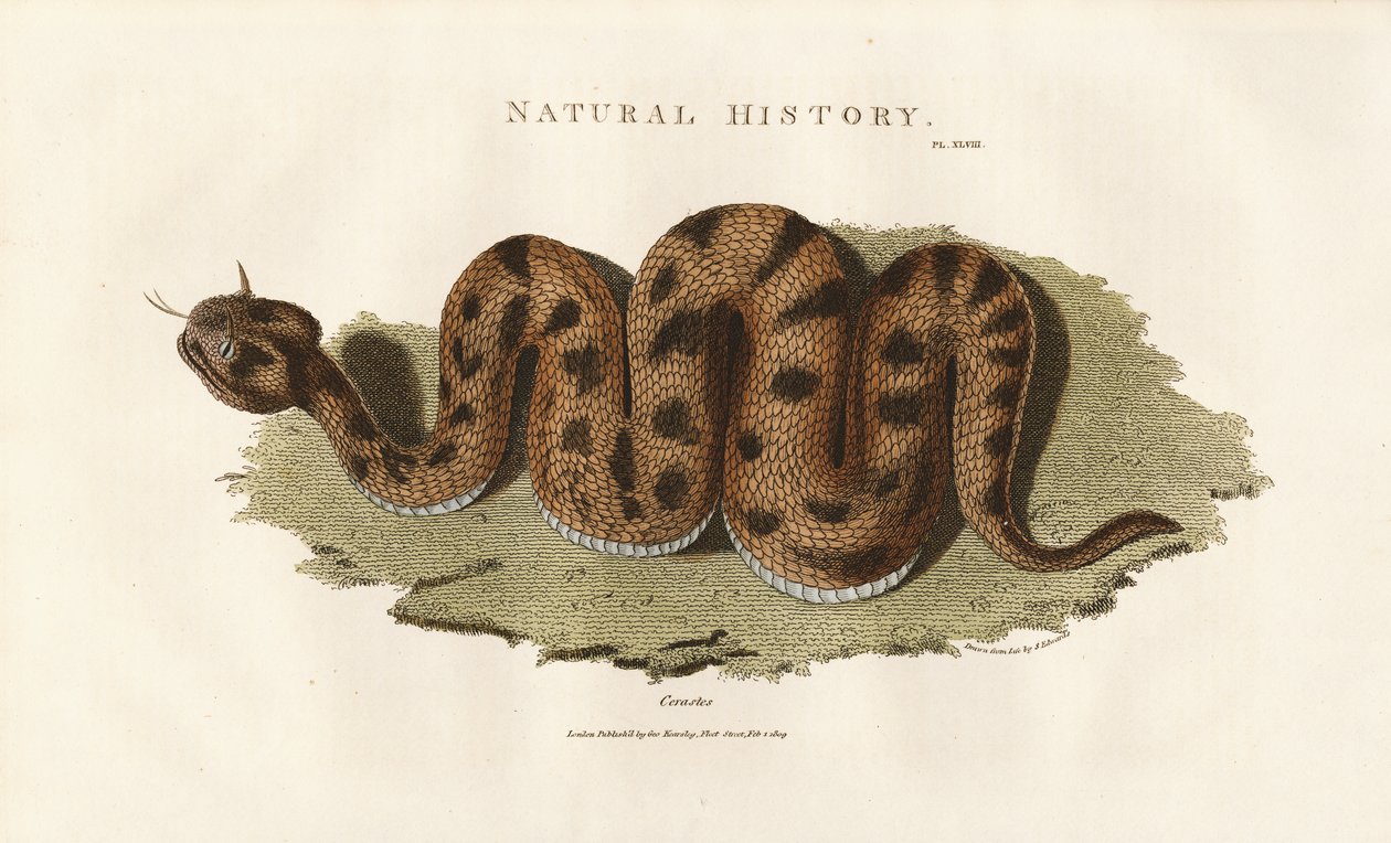 Boa Constrictor da Sydenham Teast Edwards