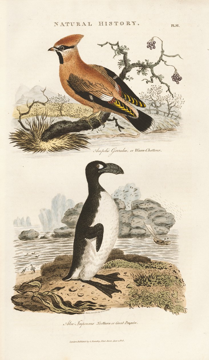 Fringuello di Boemia e Auk maggiore da Sydenham Teast Edwards