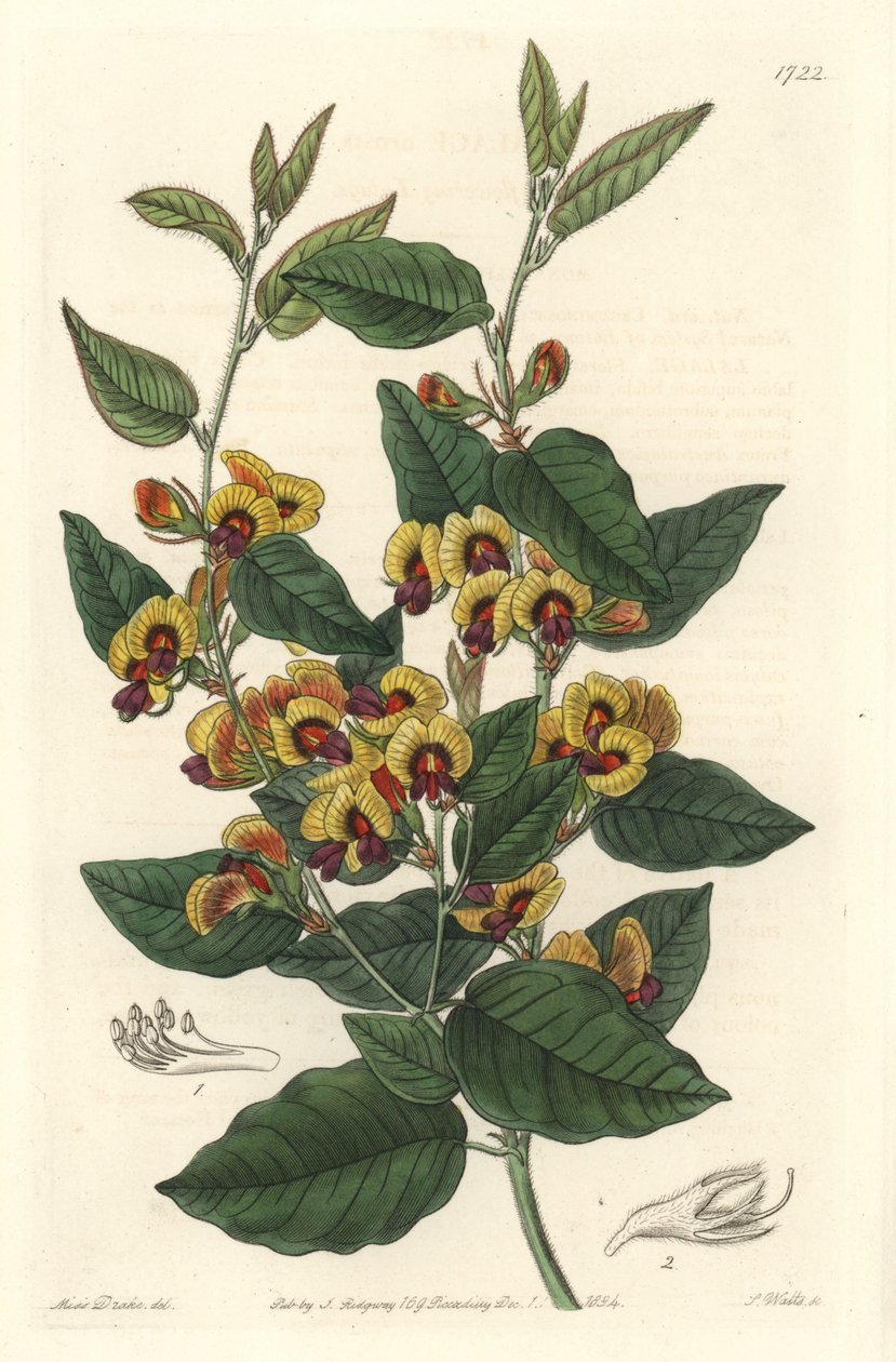 Bossiaea a fiori di grado, originaria dell