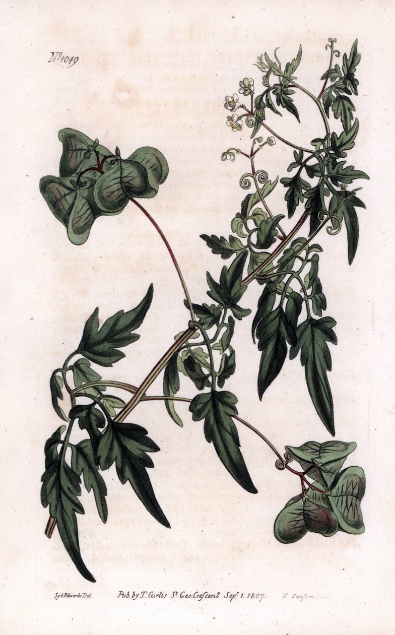 Botanica: cardiosperm o piselli di cuore da Sydenham Teast Edwards