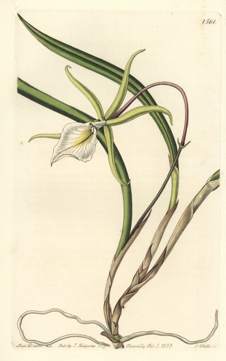 Brassavola perrinii (Brassavola di Perrin, Brasavola perrinii) da Sydenham Teast Edwards