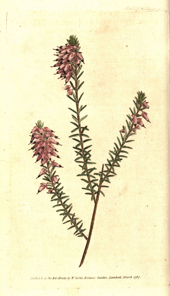 Erica erbacea da Sydenham Teast Edwards