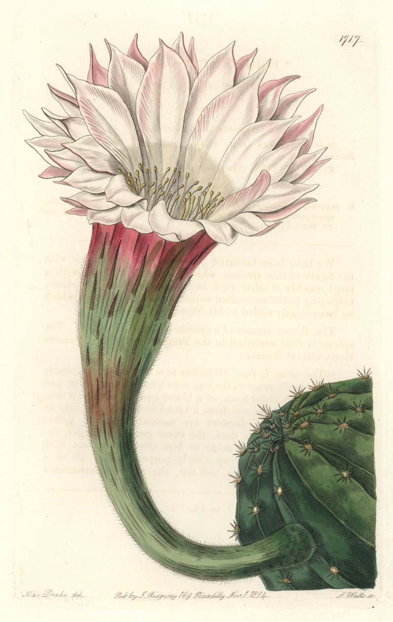Cactus riccio di mare o palla di Mosè, in fiore, nativo del Brasile da Sydenham Teast Edwards