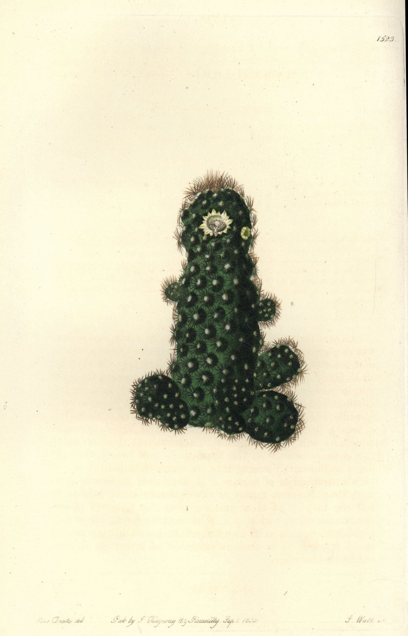 Cactus tenuis (Mammillaria tenuis) da Sydenham Teast Edwards