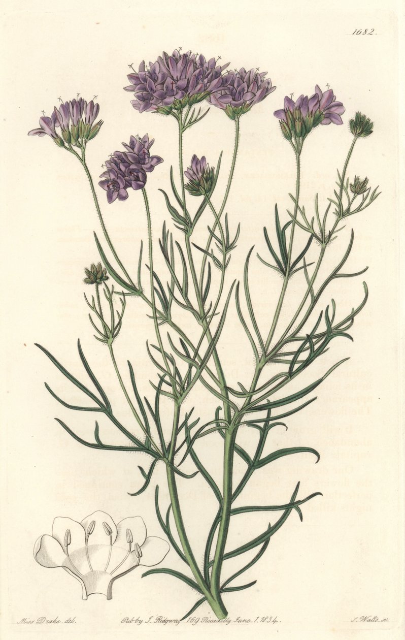 Gilia della California da Sydenham Teast Edwards