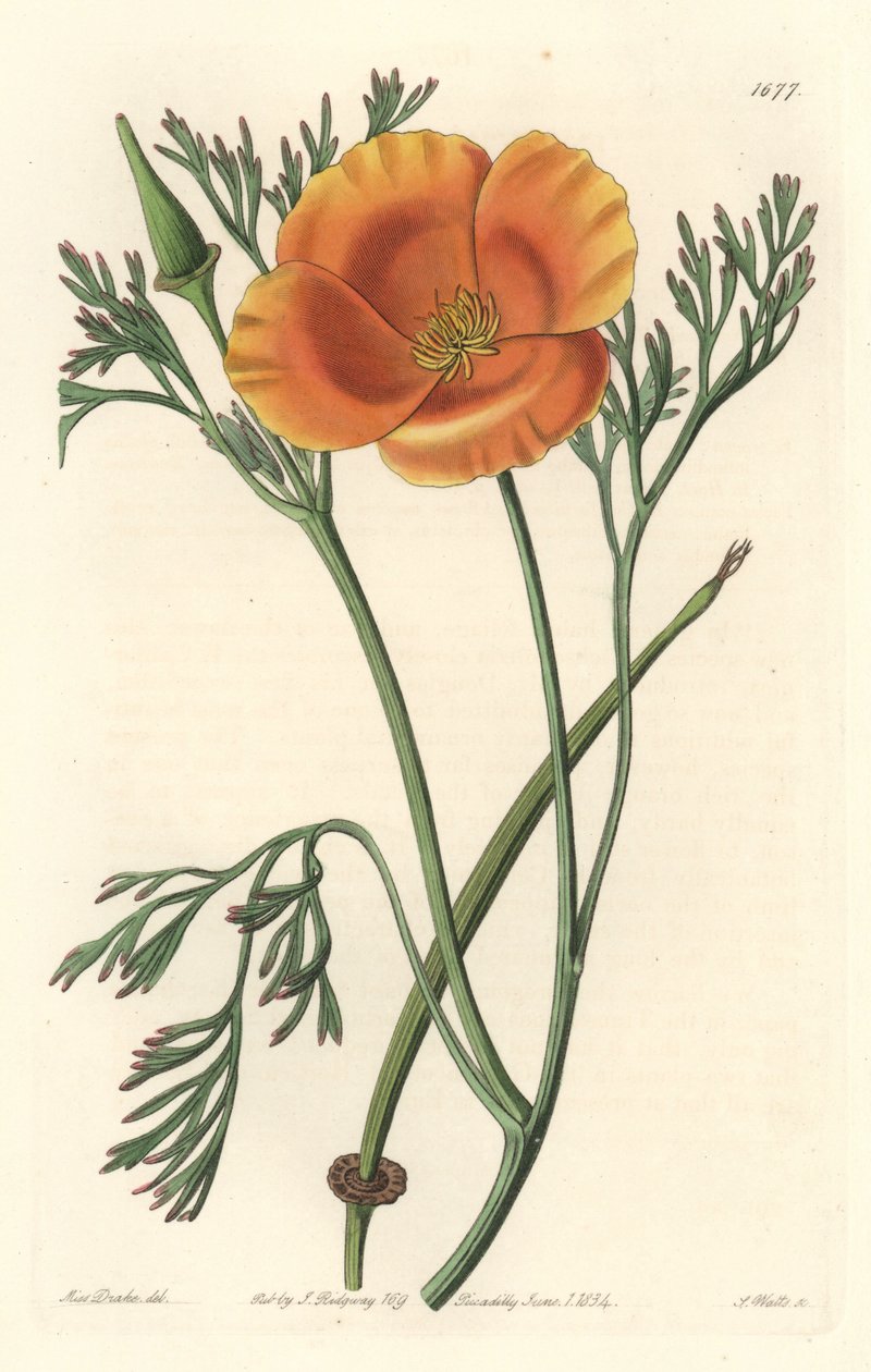 Papavero della California da Sydenham Teast Edwards
