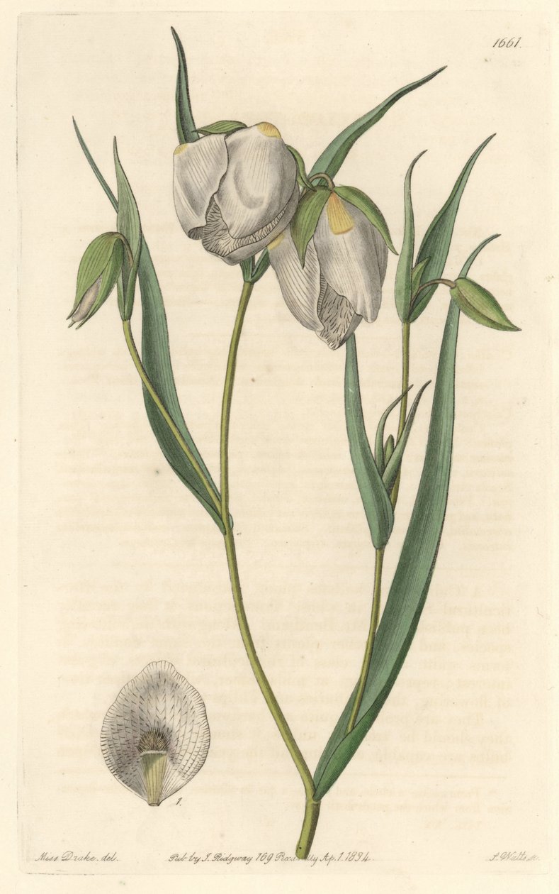 Calochorte (mariposa) o cyclobothre con fiori bianchi, nativa della California da Sydenham Teast Edwards