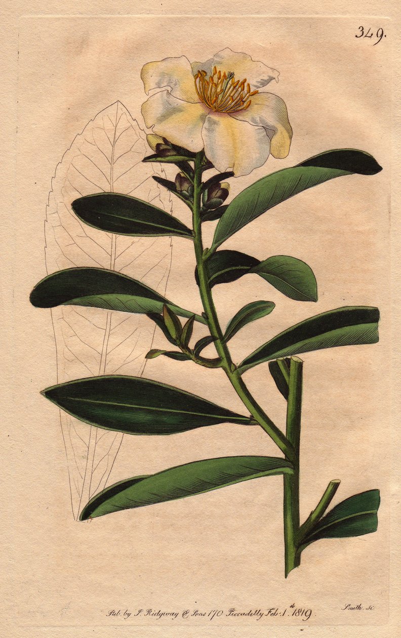 Camelia di Penang, con fiore bianco sfumato di giallo da Sydenham Teast Edwards