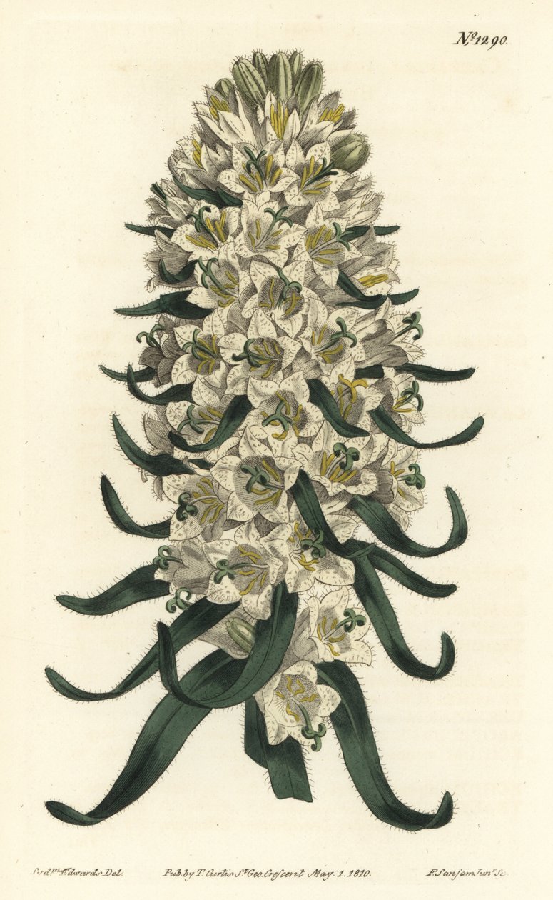 Campanula con fiori bellissimi - Campanula speciosa da Sydenham Teast Edwards