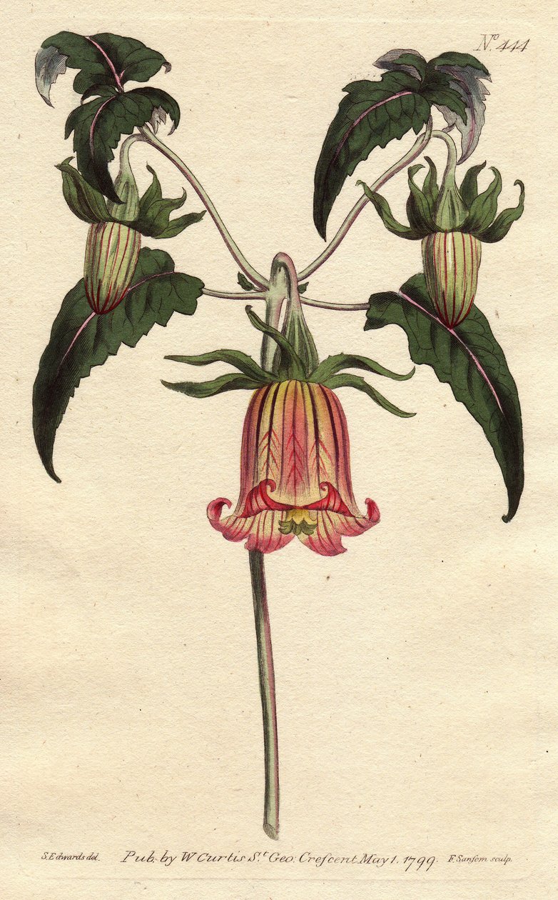 Canarina campanula da Sydenham Teast Edwards