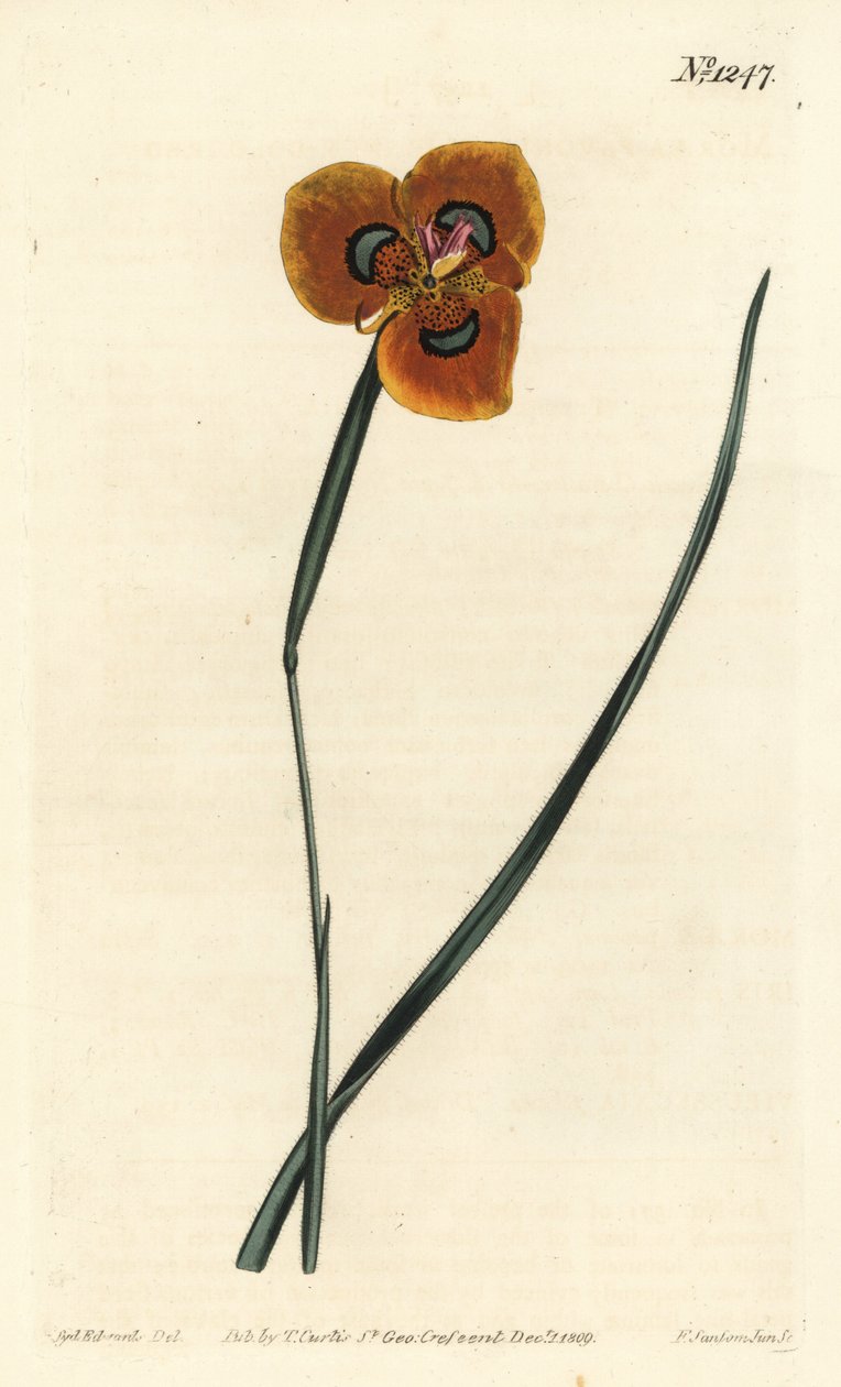 Tulipano del Capo - Moraea tulbaghensis da Sydenham Teast Edwards