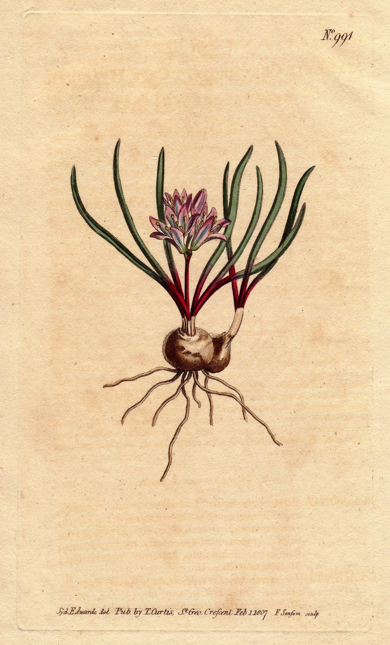 Polyzena corymbosa da Sydenham Teast Edwards