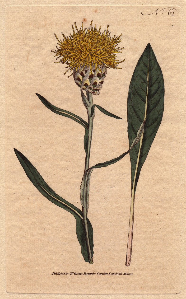 Centaurea con foglia di guado, con fiore giallo soffice da Sydenham Teast Edwards