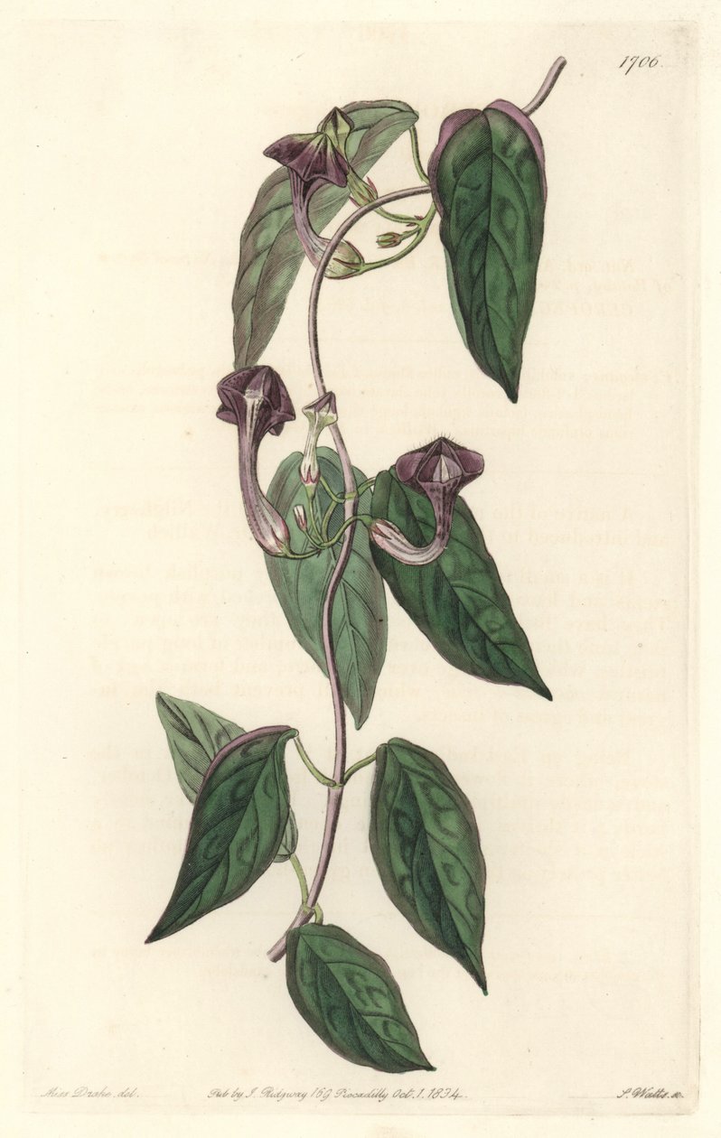Ceropegia elegante, originaria dell